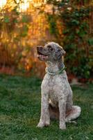 View of a sitting gray curly dog in a multi-colored collar photo