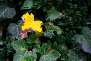 yellow withered eaten ivy leaf against the background of green leaves photo