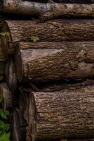 Logs from sawn trees lying by the road in the forest photo