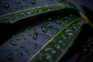 Macro shot of raindrops on the green leaves of a bush photo