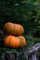 Two small orange pumpkins stand on top of each other on a stump photo