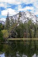 Leaning spruce over against the backdrop of the Alpine mountains photo