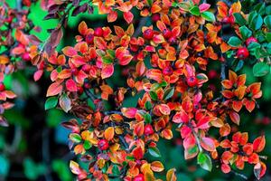 Yellow leaves and red berries of Cotoneaster on the branches of a bush photo