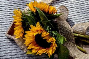 Three sunflowers in a wooden box on a knitted plaid photo