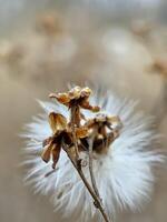 marco shot of faded thistle seeds on a stalk in a field photo