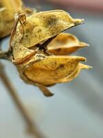 macro shot of an open Hibiscus seed pod on a bush branch photo