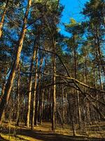Pines in the Ukrainian forest in the rays of light, mobile photo