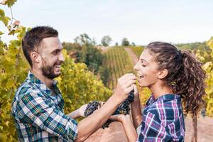 couple of young winemakers picking bunches of grapes in the vineyard photo