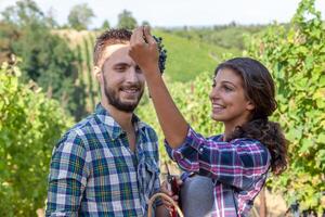 couple of young winemakers picking bunches of grapes in the vineyard photo