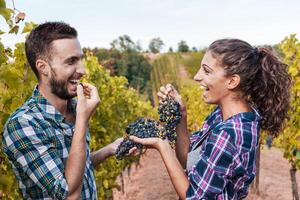 couple of young winemakers picking bunches of grapes in the vineyard photo