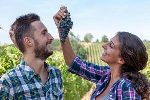 couple of young winemakers picking bunches of grapes in the vineyard photo