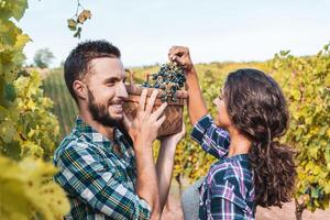 couple of young winemakers picking bunches of grapes in the vineyard photo
