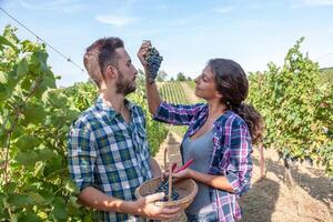 couple of young winemakers picking bunches of grapes in the vineyard photo