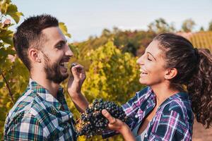 couple of young winemakers picking bunches of grapes in the vineyard photo