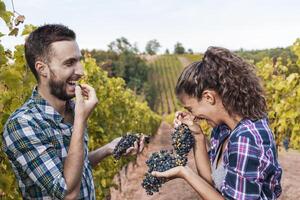 couple of young winemakers having fun picking and eating bunches of grapes in the vineyard in autumn photo