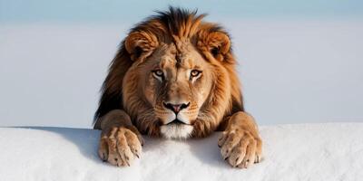 A lion is sitting on top of a snow covered hill photo