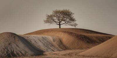 A lone tree stands on top of a hill photo