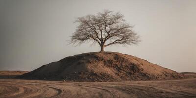 A lone tree on top of a mound of dirt photo