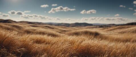 A field of tall grass with a blue sky photo