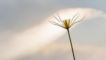 a flower before a cloudy sky with the sun piercing through the clouds. photo
