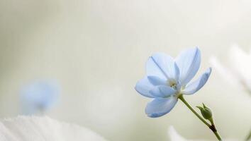 A focused image of a blue blossom with hazy lighting behind and an indistinct surroundings behind it. photo