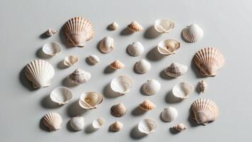 A flat lay of sea shells on a gray background with a copy space and a summer theme. photo