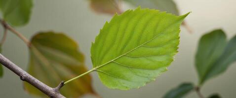 A green leaf on a tree with a blurry background of leaves in the foreground. photo