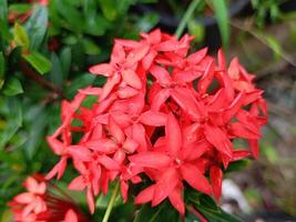 Bright red flower spikes are beautiful on a clear day. Red flower spikes are beautiful on a clear day. photo