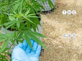 Organic cannabis on the farm. Image with the formula CBD and THC. photo