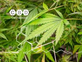 Organic cannabis on the farm. Image with the formula CBD . photo