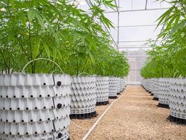 Commercial cannabis business. Large indoor marijuana commercial growing operation in the greenhouse photo