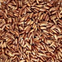 Close up pile of uncooked raw brown red rice or beras merah food ingredients isolated on square full frame background. photo
