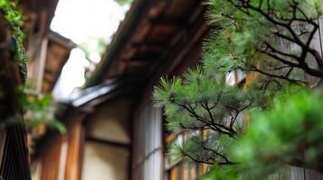 A view of a building with a pine tree in the background photo