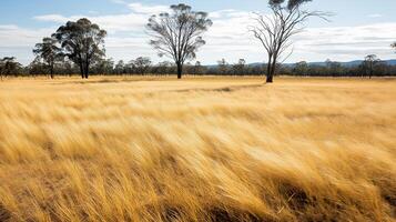 A field with tall grass and trees photo