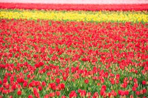 Multicolored tulips field in the Netherlands photo
