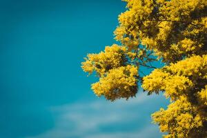Yellow blooming of mimosa tree in spring photo