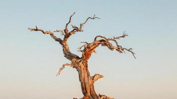 Ancient weathered tree standing solitary in a vast desert landscape. Concept of resilience, nature's beauty, time's passage photo