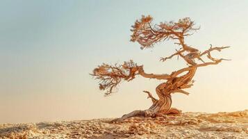 Stunning desert landscape featuring an ancient, weathered tree against a clear sky. Concept of nature resilience, survival in harsh environments, timeless beauty photo