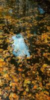 Autumn Leaves Floating on a Reflective Pond Surface Capturing the Essence of Fall Serenity, Natural Beauty, Tranquility. Vertical photo
