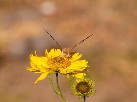 Close-up of a butterfly feeding on a yellow flower with blurred background. Concept of pollination, summer wildlife, natural ecosystems, spring, Nature, Pollination, and biodiversity. Copy space photo