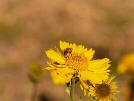 Close-up of a bee collecting nectar from a vibrant yellow Gaillardia flower, with a blurred background. Concept of pollination, summer nature, biodiversity, and ecological balance. Copy space photo