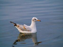 Seagull Floating Peacefully on Calm Water, Concept of Tranquility, Nature Observation, and Serene Waterfront photo