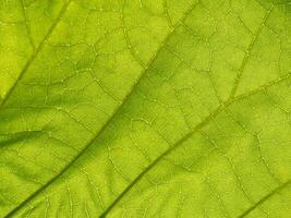 Close-up of Vibrant Green Leaf Showing Intricate Veins and Texture in Nature Art, Concept of Organic Beauty, Environmental Conservation, Natural Patterns. Macro shot. Background. Copy space photo