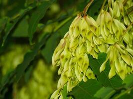 Close-up of green samaras or seed pods of a tree with lush leaves in a natural setting. Concept of seed dispersal, nature's life cycle, greenery, and eco-systems. Copy space photo