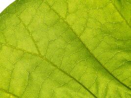 Close-up of a Vibrant Green Leaf, Highlighting Intricate Veins and Texture, Concept of Nature, Growth, and Organic Patterns. Macro shot. Background. Copy space photo