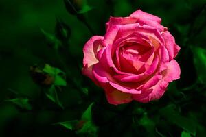 Nice pink summer rose of the black magic in green shadow photo