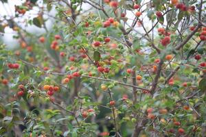 Pitanga fruits Eugenia uniflora,on the tree and blurred background photo