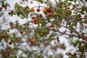 Pitanga fruits Eugenia uniflora,on the tree and blurred background photo