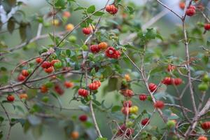 Pitanga fruits Eugenia uniflora,on the tree and blurred background photo