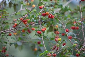 Pitanga fruits Eugenia uniflora,on the tree and blurred background photo